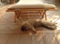 /album/minou-la-gattina-di-casa/a2012-09-11-17-20-39-jpg/